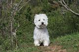 WESTIE 095